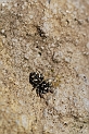 Salticus scenicus - A